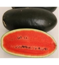 Watermelon NS 34 (IBH)-1000 seeds Namdhari